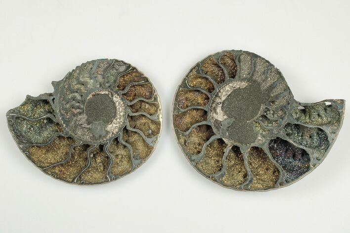 3.5" Cut & Polished, Pyritized Ammonite Fossil - Russia